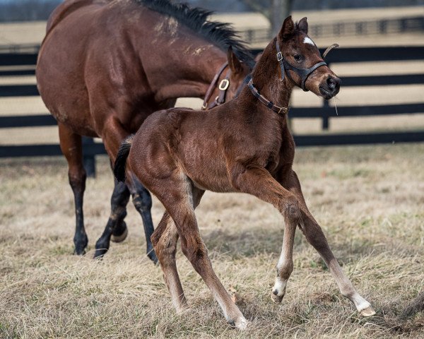 horse Stute von Street Sense xx (Thoroughbred, 2022, from Street Sense xx)