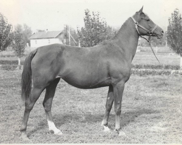 broodmare Pesnia ox (Arabian purebred, 1969, from Aswan 1958 EAO)