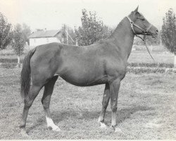 broodmare Pesnia ox (Arabian purebred, 1969, from Aswan 1958 EAO)