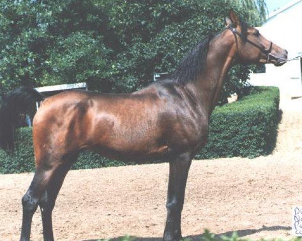 stallion Diplomant 1985 ox (Arabian purebred, 1985, from Naftalin 1977 ox)
