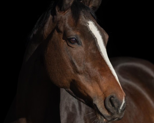 horse Grace-Filou (Hessian Warmblood, 2009, from Gino 208)