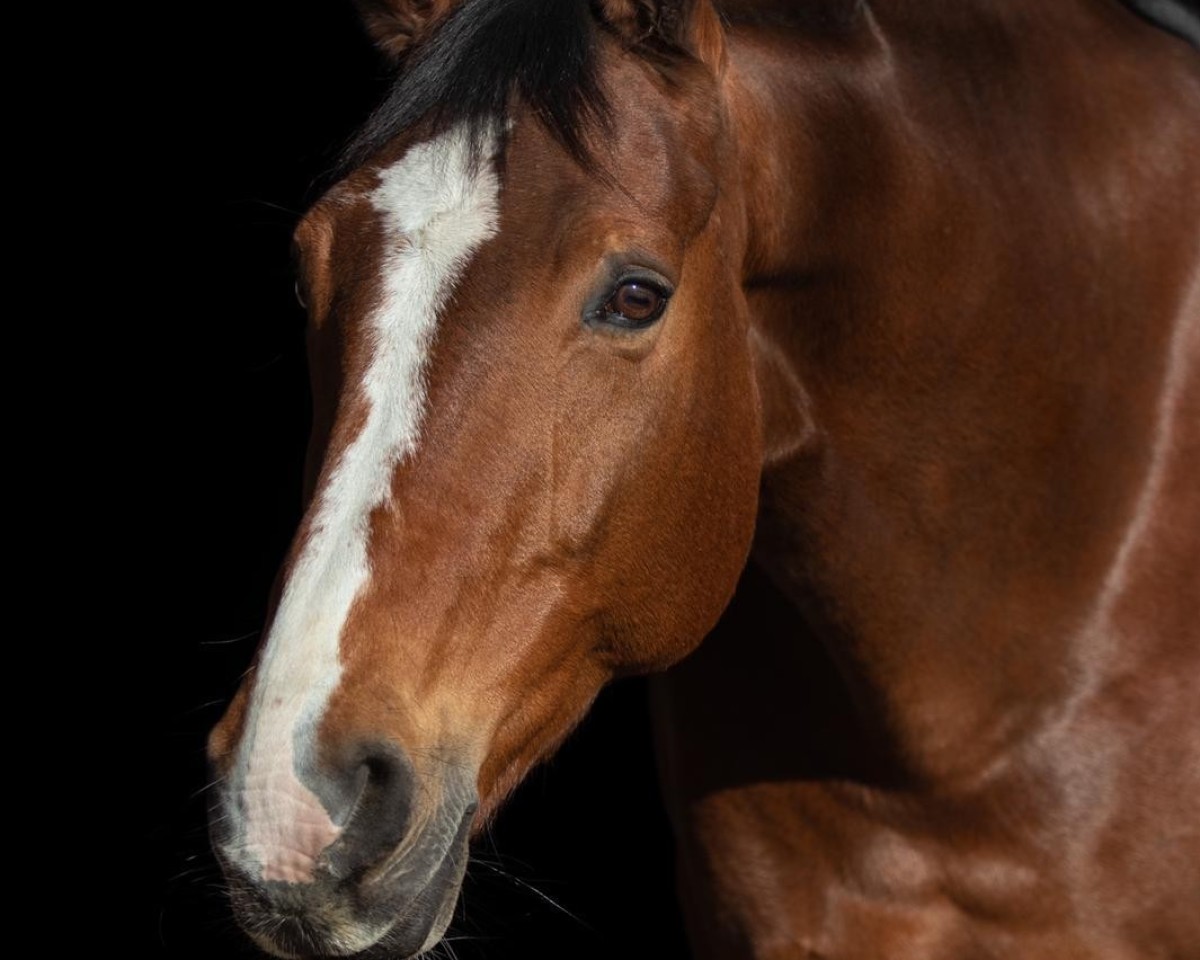 jumper Gina 1678 (Hessian Warmblood, 2004, from Gino 208)