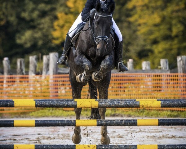 dressage horse Gentleman 242 (Hessian Warmblood, 2008, from Gino 208) dressage horse Gentleman 242 (Hessian Warmblood, 2008, from Gino 208)