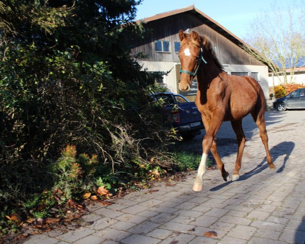 stallion Crosswind JB (Oldenburg, 2021, from Confess Color)