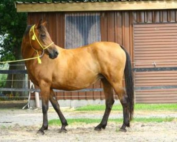 broodmare Dialista ox (Arabian purebred,  , from Czersk ox)