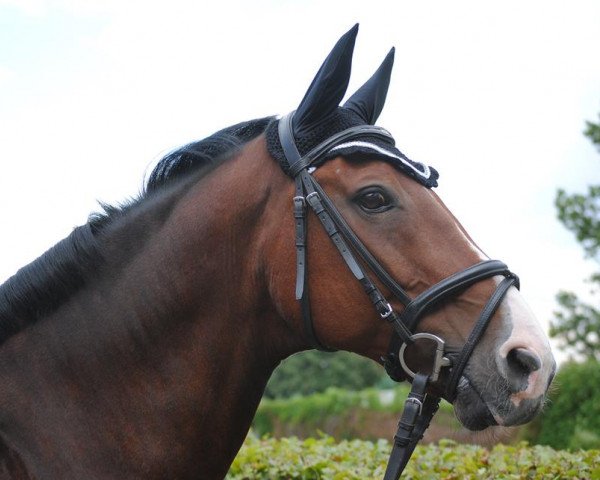 horse Robin Hood (Westphalian, 1999, from Rosenquarz)