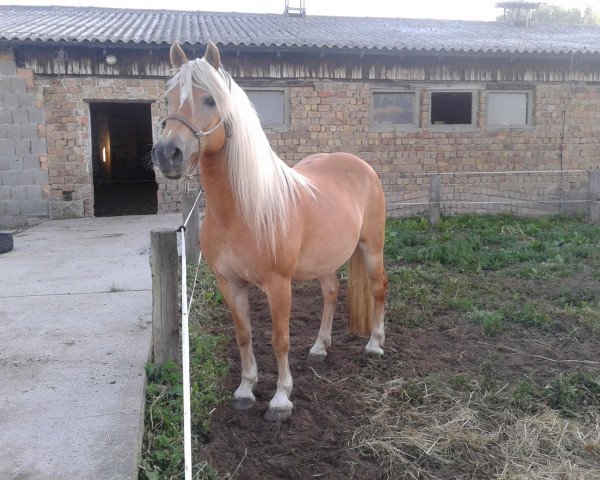 broodmare Stella-Halla II (Haflinger, 2001, from Stromer) broodmare Stella-Halla II (Haflinger, 2001, from Stromer)