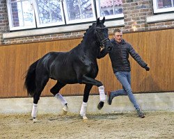 stallion Prime Time 244 FIN (KWPN (Royal Dutch Sporthorse), 2019, from Painted Black)