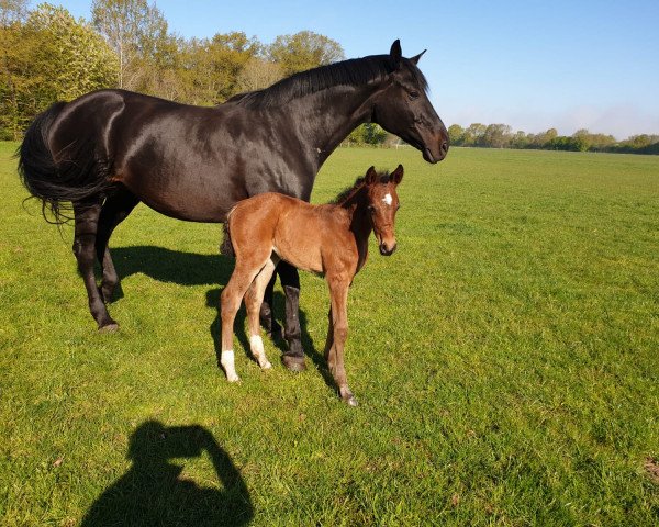 horse Nerradina (Holsteiner, 2020, from Nerrado)
