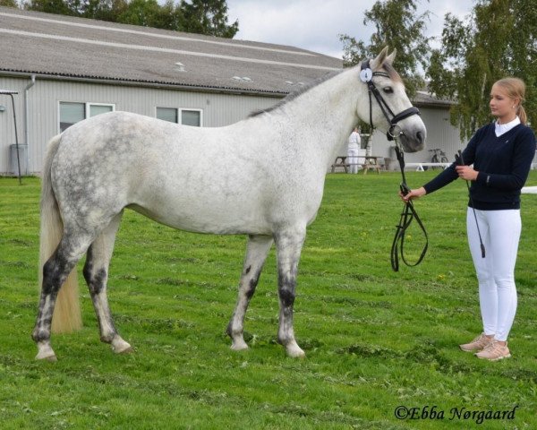 horse Lissakillen Lady (Connemara Pony, 2008, from Ashfield Romeo)