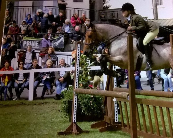 horse Brock Blizzard (Connemara Pony,  , from Ashfield Romeo)