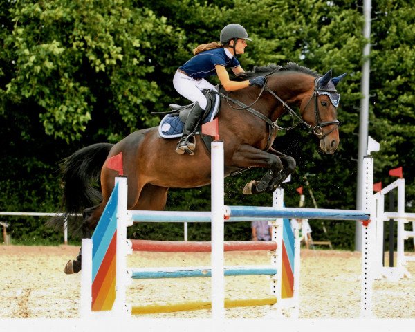 jumper Checklana (Oldenburg show jumper, 2008, from Check In 2)