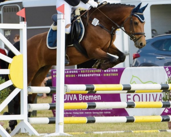 broodmare MP Isis (Connemara Pony, 2008, from Norlunds Cash and Go)