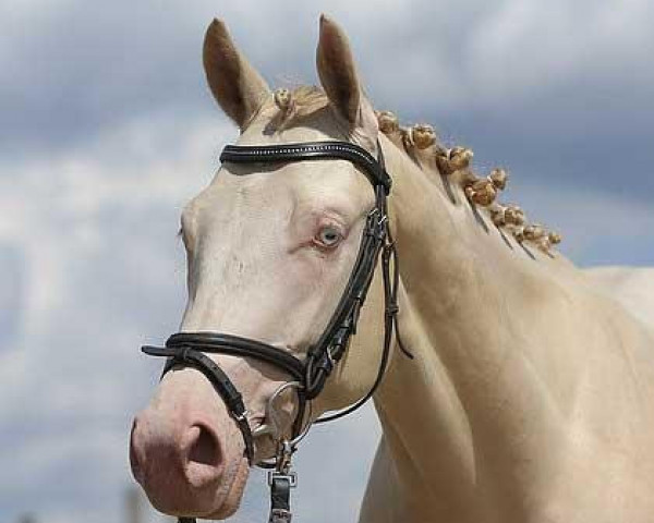 stallion TCF Palladium xx (Thoroughbred, 2010, from Guaranteed Gold xx) stallion TCF Palladium xx (Thoroughbred, 2010, from Guaranteed Gold xx)