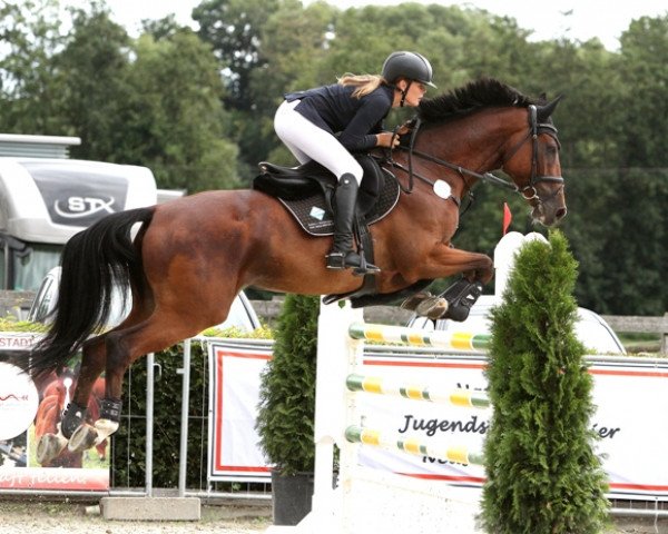 jumper Chacco Brown 3 (Hanoverian, 2012, from Chacco Chacco)