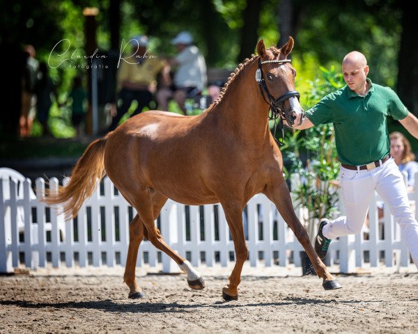 Zuchtstute Dewdrop YS (Deutsches Reitpony, 2018, von Dark Delight B)