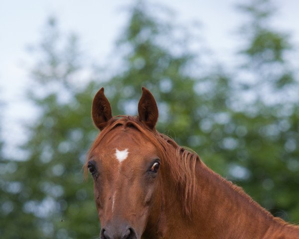 Zuchtstute Ginea B (Deutsches Reitpony, 2002, von Golden Dancer)