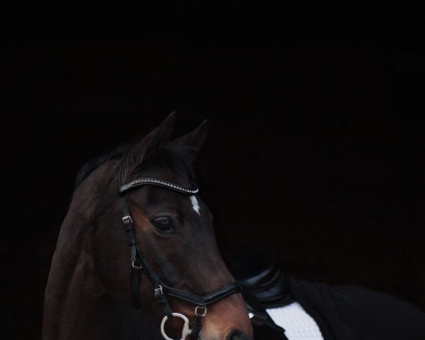 dressage horse Latou Lalic (Oldenburg, 2003, from Landor S)