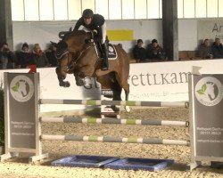 jumper LONDON'S PETITE PS (Hanoverian, 2015, from London)