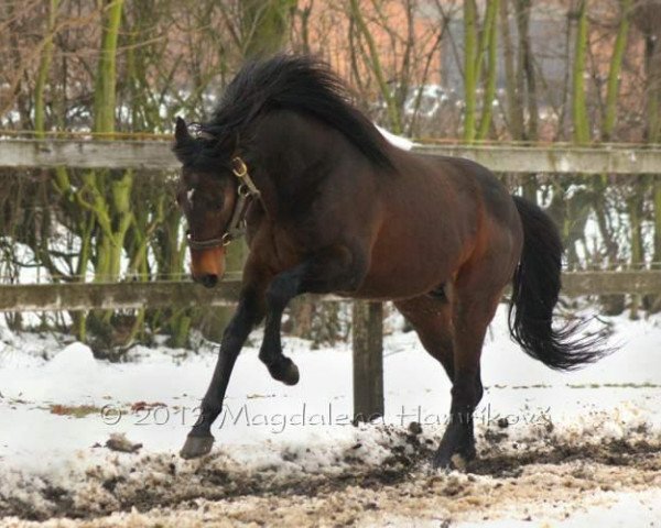 stallion Colorado Kid xx (Thoroughbred, 2005, from Lemon Drop Kid xx)