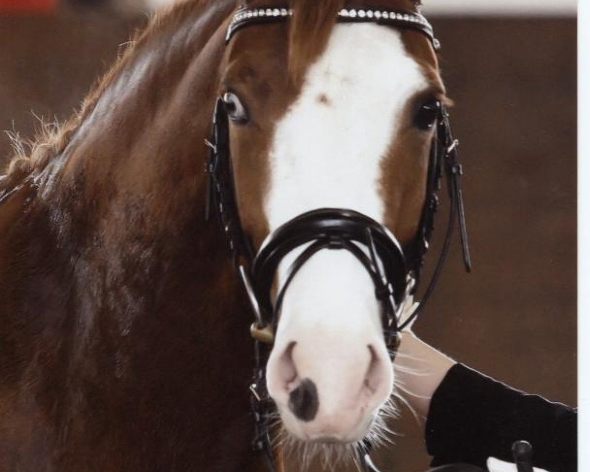 Zuchtstute Batida De Coco 48 (Deutsches Reitpony, 2008, von Bavarottie)