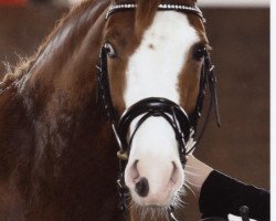 Zuchtstute Batida De Coco 48 (Deutsches Reitpony, 2008, von Bavarottie)
