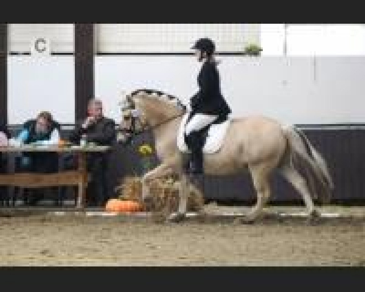 dressage horse Nordjyllands Floyd (Fjord Horse, 1997, from Pikant Halsnæs )