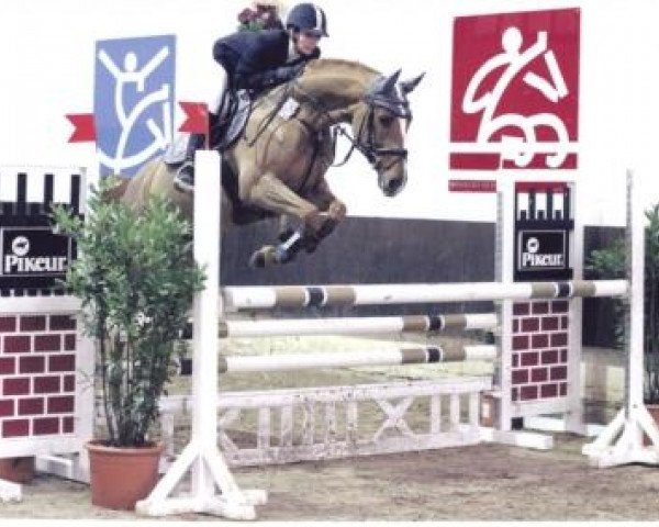 jumper Golden Girl 149 (Hanoverian, 2003, from Goodman)