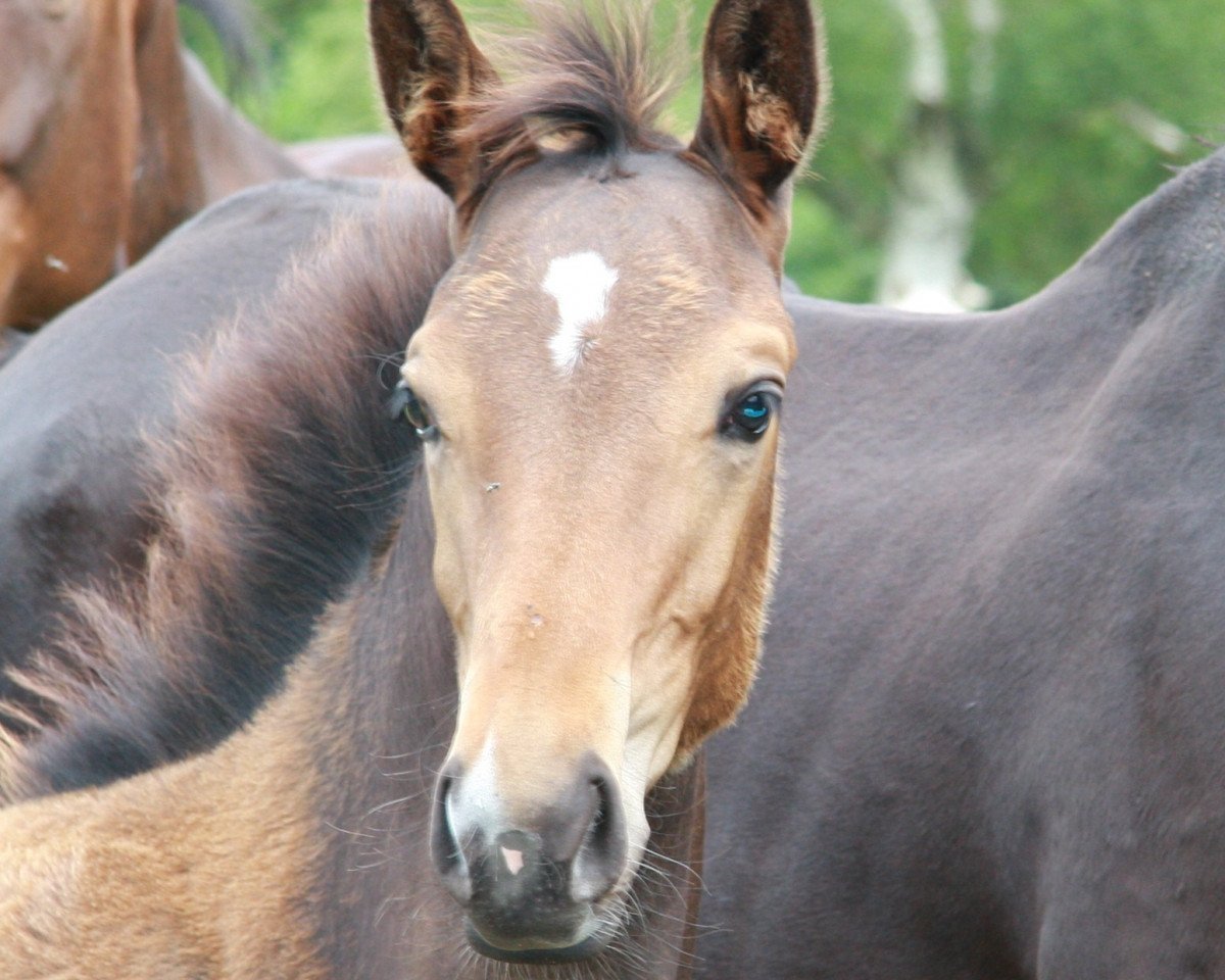 broodmare Fräulein Mia (Hanoverian, 2011, from For Edition)