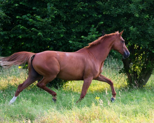 horse Davina 121 (Westphalian, 2002, from Di Versace)