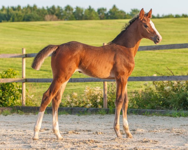 broodmare Stakkata vom Voglgut (Holsteiner, 2021, from Stakkato Gold)