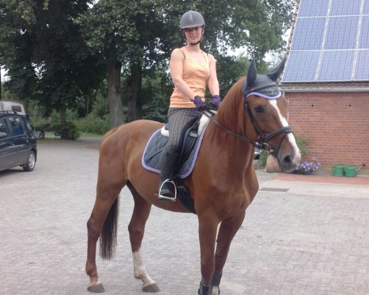 dressage horse Ginfizz 13 (Hanoverian, 2000, from Graf Top)