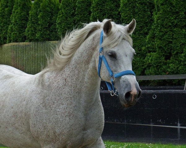 Zuchtstute Winnizebah (Deutsches Reitpony, 1997, von What A Boyx ox) Zuchtstute Winnizebah (Deutsches Reitpony, 1997, von What A Boyx ox)