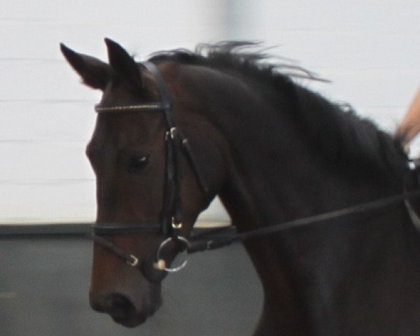 broodmare Danny Sahne (Hanoverian, 2007, from Danone II)