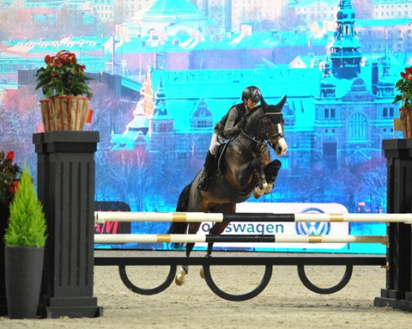 jumper Top Silvio Hastak (Swedish Riding Pony, 2009, from Top Nordpol)