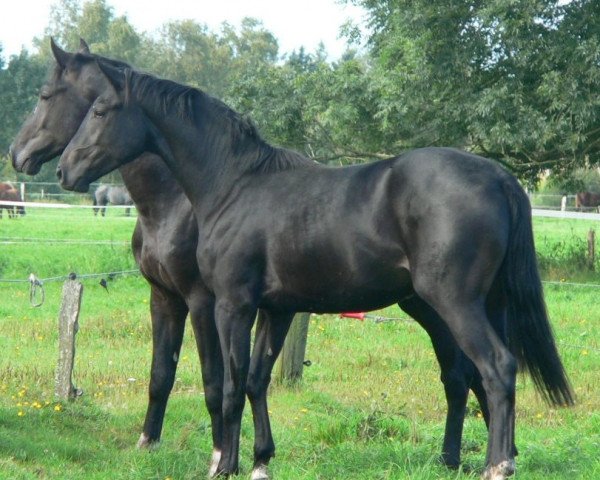 horse El Dorado (Hanoverian, 2009, from Escudo I)