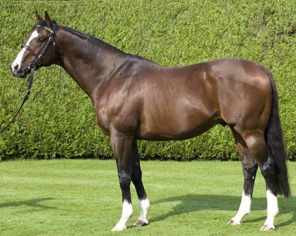 stallion Zamindar xx (Thoroughbred, 1994, from Gone West xx)
