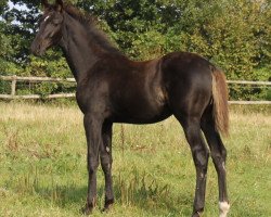 broodmare Delicia (Hanoverian, 2012, from Dancier)