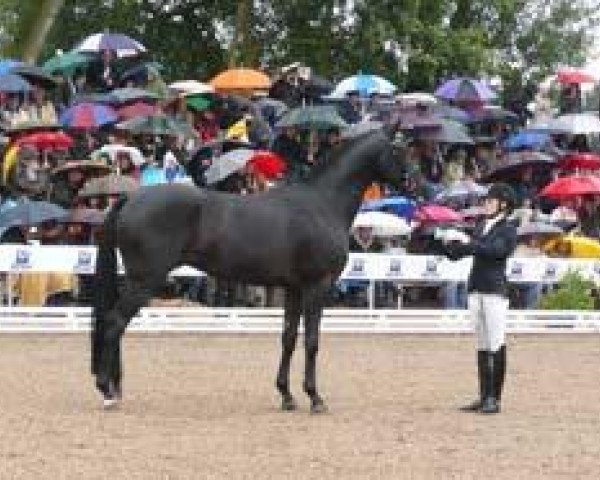 dressage horse Redecker (Trakehner, 2006, from Kasparow)