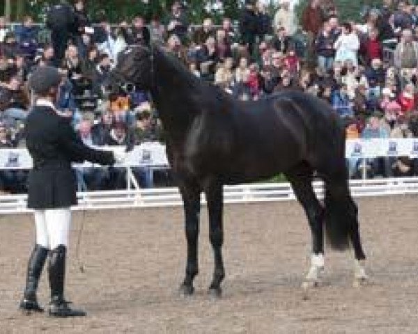Dressurpferd Kaspian (Trakehner, 2006, von King Arthur TSF)