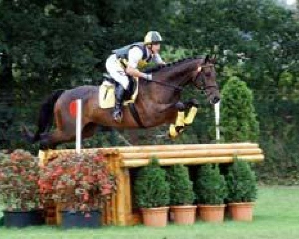 jumper Hakuna matata 9 (Trakehner, 2004, from Cavallieri xx)