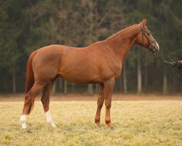 dressage horse Funakaiki (Trakehner, 2009, from Cornus)