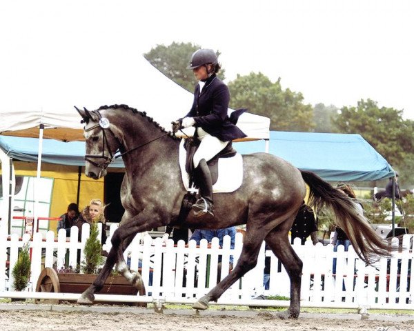 dressage horse Flantino (Trakehner, 2008, from Octavio)