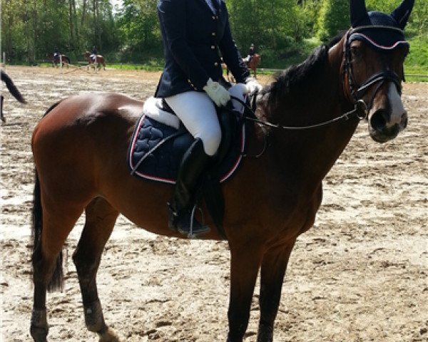 broodmare Sandy II (Holsteiner, 2002, from Caretino)