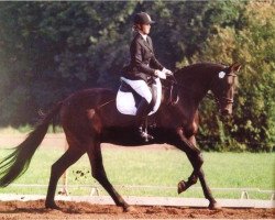dressage horse Dark Heaven (Trakehner, 2002, from Hofrat)