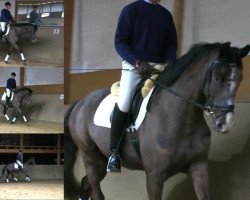 Pferd Attila (Trakehner, 2009, von Impetus)