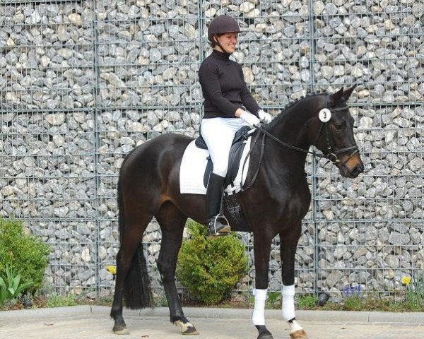 Zuchtstute Cavalouna (Trakehner, 2009, von Tambour)
