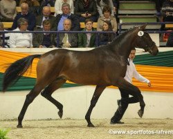 stallion Scaglietti (Trakehner, 2011, from All Inclusive)