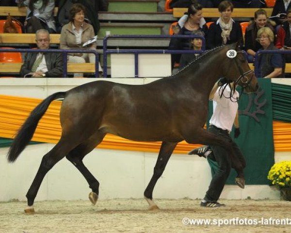 Deckhengst Kissinger (Trakehner, 2011, von Singolo)