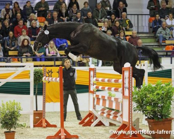 stallion Isle of Man (Trakehner, 2011, from Hirtentanz 2)